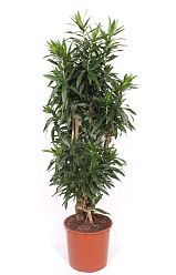 Easy-Care Dragon Tree Pleomele (Dracaena) reflexa Tall Indoor House Plants Trees