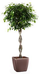 Braided Ficus Benjamina Exotica in LECHUZA QUADRO LS Self-watering Planter, Total Height 140 cm
