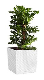 Monstera Deliciosa in LECHUZA CUBE Cottage Self-watering Planter, Total Height 160 cm