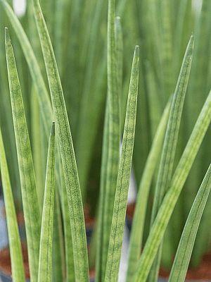 Trendy Snake Plant Sansevieria cylindrica 'Spikes' Indoor House Plants