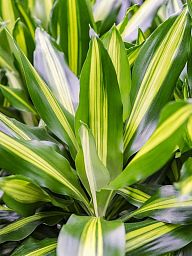 Colorful Corn Plant Dracaena fragrans 'Cintho' Tall Indoor House Plants Trees