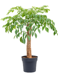 Impressive Quince Tree Heteropanax chinensis Tall Indoor House Plants Trees