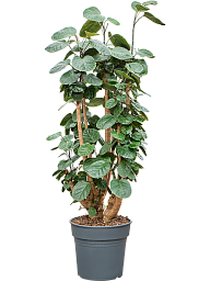 Graceful Dinner Plate Aralia (Polyscias) 'Fabian' Indoor House Plants