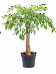 Impressive Quince Tree Heteropanax chinensis Tall Indoor House Plants Trees