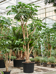 Cheerful Umbrella Tree Schefflera actinophylla 'Amate' Indoor House Plants