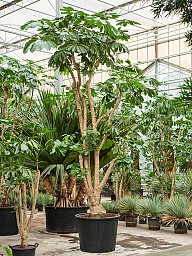 Cheerful Umbrella Tree Schefflera actinophylla 'Amate' Indoor House Plants