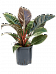 Lush Heart-Leaf Philodendron 'Imperial Red' Indoor House Plants
