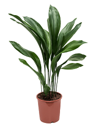 Shade-loving Cast Iron Plant Aspidistra elatior Indoor House Plants