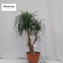 Beaucarnea