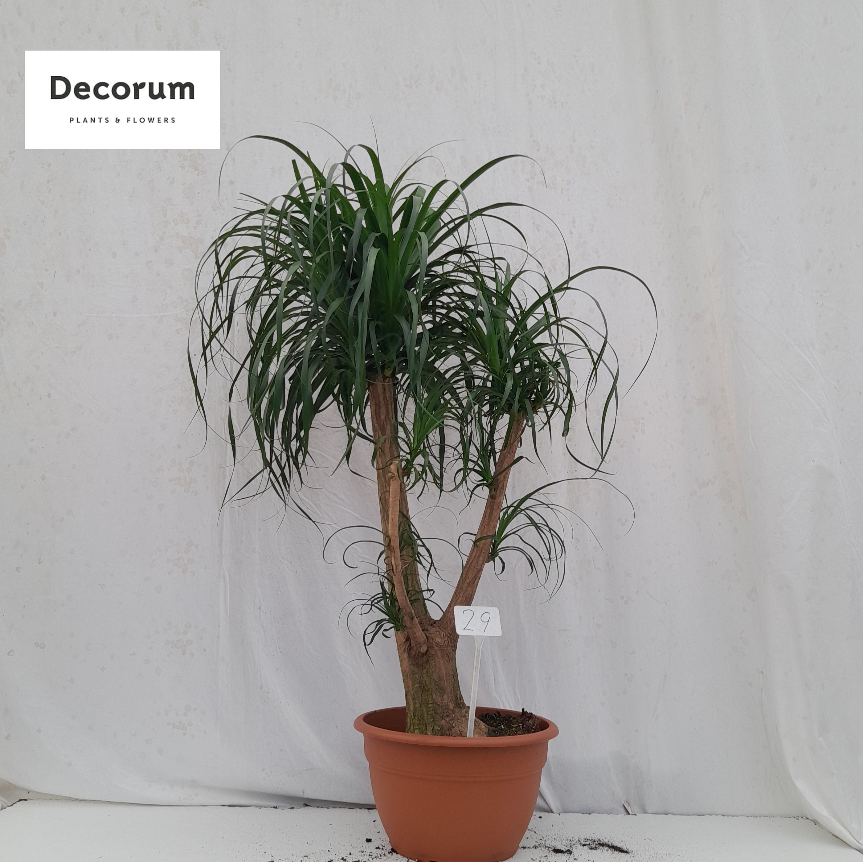 Beaucarnea