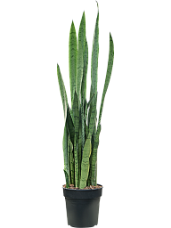 Sansevieria trifasciata 'Silver Mist'