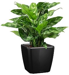 Aglaonema Maria in LECHUZA QUADRO LS Self-watering Planter, Total Height 60 cm
