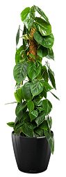 Philodendron Scandens in LECHUZA CLASSICO LS Self-watering Planter, Total Height 160 cm