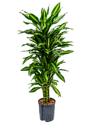 Colorful Corn Plant Dracaena fragrans 'Cintho' Indoor House Plants