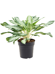 Delicate Chinese Evergreen Aglaonema 'Golden Bay' Indoor House Plants