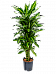Colorful Corn Plant Dracaena fragrans 'Cintho' Indoor House Plants