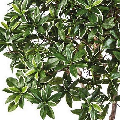 EUONYMUS JAPONICUS Artificial Tree Plant