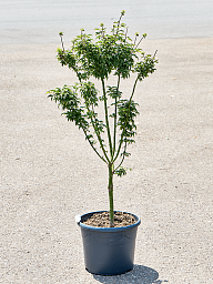 Lush Japanese Maple Acer pal. 'Shishigashira' Outdoor Plants