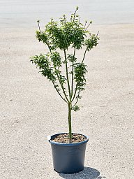 Lush Japanese Maple Acer pal. 'Shishigashira' Outdoor Plants