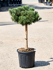 Showy Mountain Pine Pinus mugo 'Carten's Wintergold' Outdoor Plants