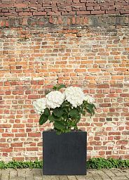 IDEALIST Lite Square Box Contemporary Light Concrete Planter