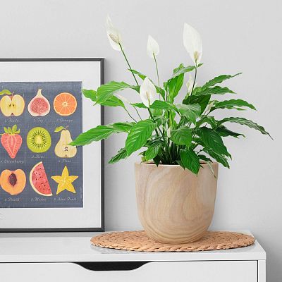 HORTICO RADIAL Wooden House Planter Round Indoor Plant Pot for House Plants with Waterproof Liner