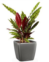 Calathea Lancifolia in LECHUZA QUADRO LS Self-watering Planter, Total Height 65 cm