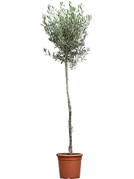 Showy Olive Olea europaea