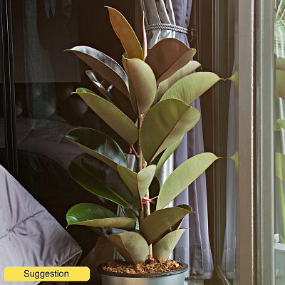 Lush Rubber Plant Ficus elastica 'Abidjan' Indoor House Plants