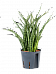 Trendy Snake Plant Sansevieria cylindrica 'Spike Marmoratus'' Snake Plant Indoor House Plants