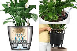 Schefflera in LECHUZA CLASSICO LS Self-watering Planter, Total Height 60 cm
