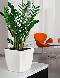 Zamioculcas in LECHUZA QUADRO LS Self-watering Planter, Total Height 110 cm
