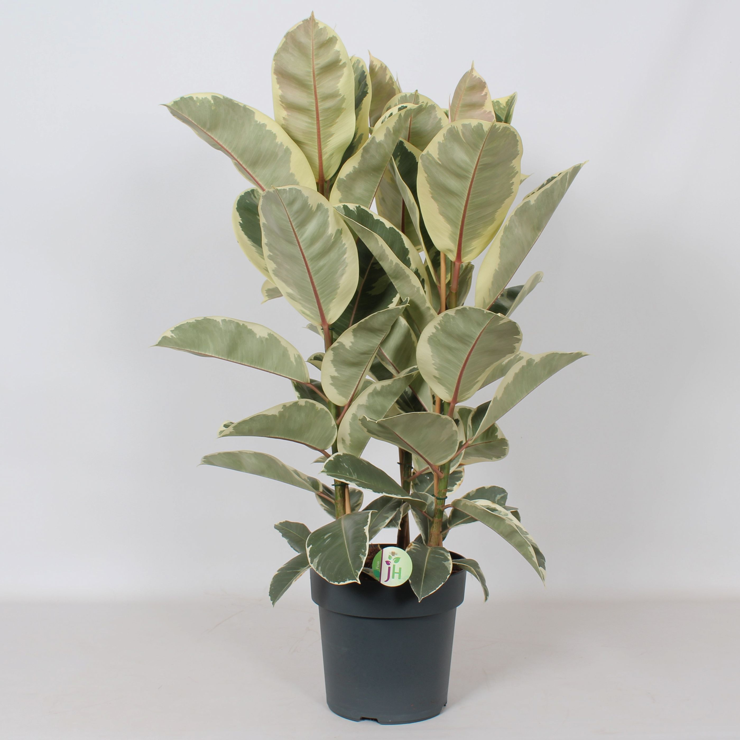 Lush Rubber Plant Ficus elastica 'Tineke' Indoor House Plants