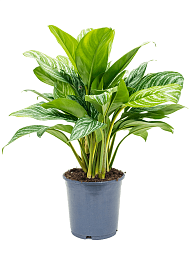 Shade-loving Chinese Evergreen Aglaonema 'Stripes' Indoor House Plants