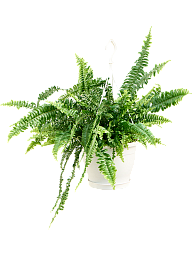 Shade-loving Boston Fern Nephrolepis exaltata 'Green Lady' Indoor House Plants