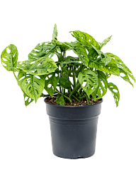 Shade-loving Swiss Cheese Plant Monstera obliqua (60-120) Indoor House Plants