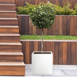 IDEALIST Lite Square Box Contemporary Light Concrete Planter