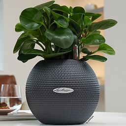 LECHUZA PURO Color Round Poly Resin Self-watering Planter