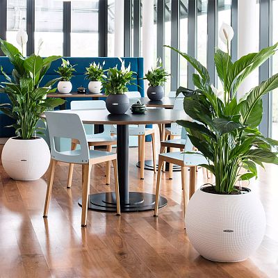 LECHUZA PURO Color Round Poly Resin Self-watering Planter