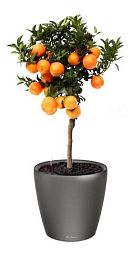 Tangerine Tree in LECHUZA CLASSICO LS Self-watering Planter, Total Height 85 cm