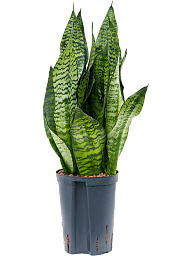 Cheerful Snake Plant Sansevieria zeylanica 'Compacta' Indoor House Plants