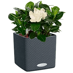 LECHUZA CUBE Color Square Poly Resin Indoor Self-watering Planter