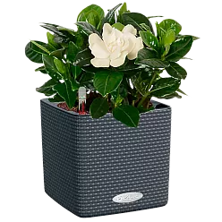 LECHUZA CUBE Color Square Poly Resin Indoor Self-watering Planter