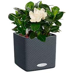 LECHUZA CUBE Color Square Poly Resin Indoor Self-watering Planter