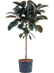 Lush Rubber Plant Ficus elastica 'Abidjan' Indoor House Plants