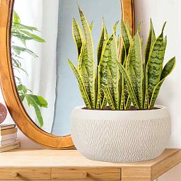 IDEALIST Lite Mesh Style Bowl Planter Outdoor Plant Pot