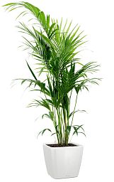 Howea Forsteriana in LECHUZA QUADRO LS Self-watering Planter, Total Height 160 cm