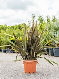 Phormium tenax 'Sundowner'