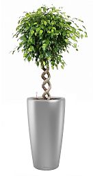 Ficus Benjamina Exotica with Double Spiral Stem in LECHUZA RONDO Self-watering Planter, Total Height