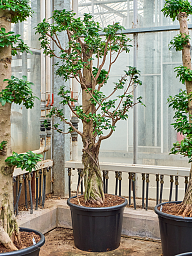 Lush Curtain Fig Ficus microcarpa 'Compacta' Tall Indoor House Plants Trees